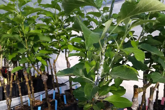 Fig. 2: Screening varietale per la valutazione dell’infestazione di afide lanigero: © Centro di Sperimentazione Laimburg