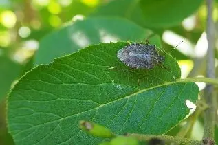 La cimice asiatica (Halyomorpha halys) © Centro di Sperimentazione Laimburg