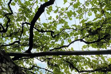 La vite Versoaln: ©Centro di Sperimentazione Laimburg