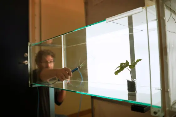 Im „Windkanal” wurden Experimente durchgeführt, um die anziehende Wirkung von Substanzen auf die Kirschessigfliege zu untersuchen. ©Swedish University of Agricultural Sciences/Annamia Olvmyr