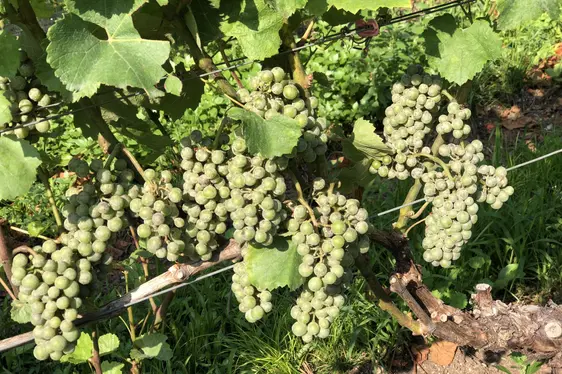 Fig. 5: L’oidio è una delle patologie principali delle viti: © Laimburg Research Centre