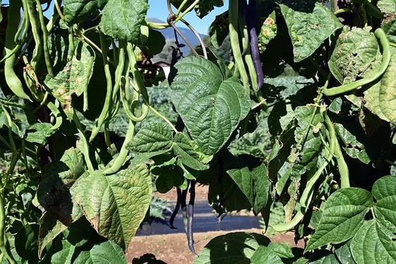 Fig. 3: Alcune varietà di fagioli altoatesini.: © Centro di Sperimentazione Laimburg