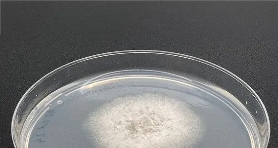 Un isolato di Colletotrichum chrysophilum su terreno di coltura.