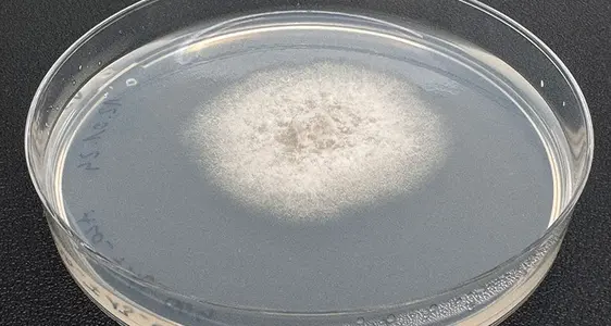 Ein Isolat von Colletotrichum chrysophilum auf Nährmedium