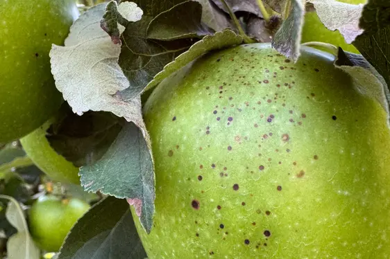 Abb. 3: Symptome von Glomerella Leaf Spot an einem Apfel der Sorte Granny Smith.
© Laimburg Research Centre/sabine öttl