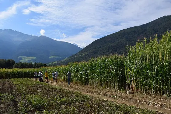 Abb. 3: Bei der Versuchsbegehung Silomais informierten sich die Interessierten über die neuesten Forschungsresultate des Versuchszentrums Laimburg.: © Versuchszentrum Laimburg