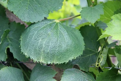 Disturbi della crescita in viticoltura 2015: gravi sintomi fogliari nel vitigno Chardonnay ©CSL
