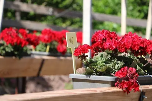 Pelargonium “Fuerte del Fuego”, pianta dell’anno 2025 © Laimburg Research Centre/agnese martinelli