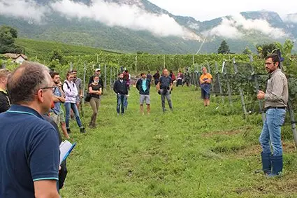 Che effetto ha la grandine sulla qualità del vino? Christoph Patauner, responsabile del gruppo di lavoro Tecniche Viticole e Vinificazione, risponde a questa domanda con delle attività sperimentali.: ©Centro di Sperimentazione Laimburg/FMHack