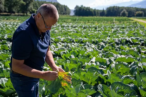 Abb. 3: Markus Hauser vom Versuchszentrum Laimburg im Versuchsfeld.: © Versuchszentrum Laimburg/alex rehbichler