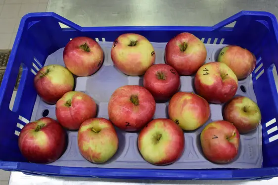 Mele della varietà Idared dopo la spazzolatura: © Centro di Sperimentazione Laimburg