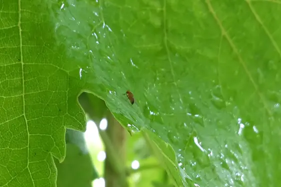Kirschessigfliege auf einem Blatt der Rebsorte Vernatsch. ©Versuchszentrum Laimburg