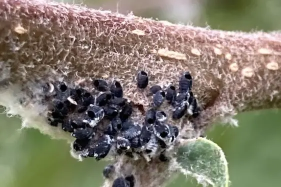 Abb. 3: Parasitierte Blutläuse, aus denen A. mali geschlüpft ist: © Laimburg Research Centre