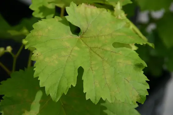 Fig. 6: Peronospora: le “macchie d’olio” sulla parte superiore delle foglie di vite: © Laimburg Research Centre