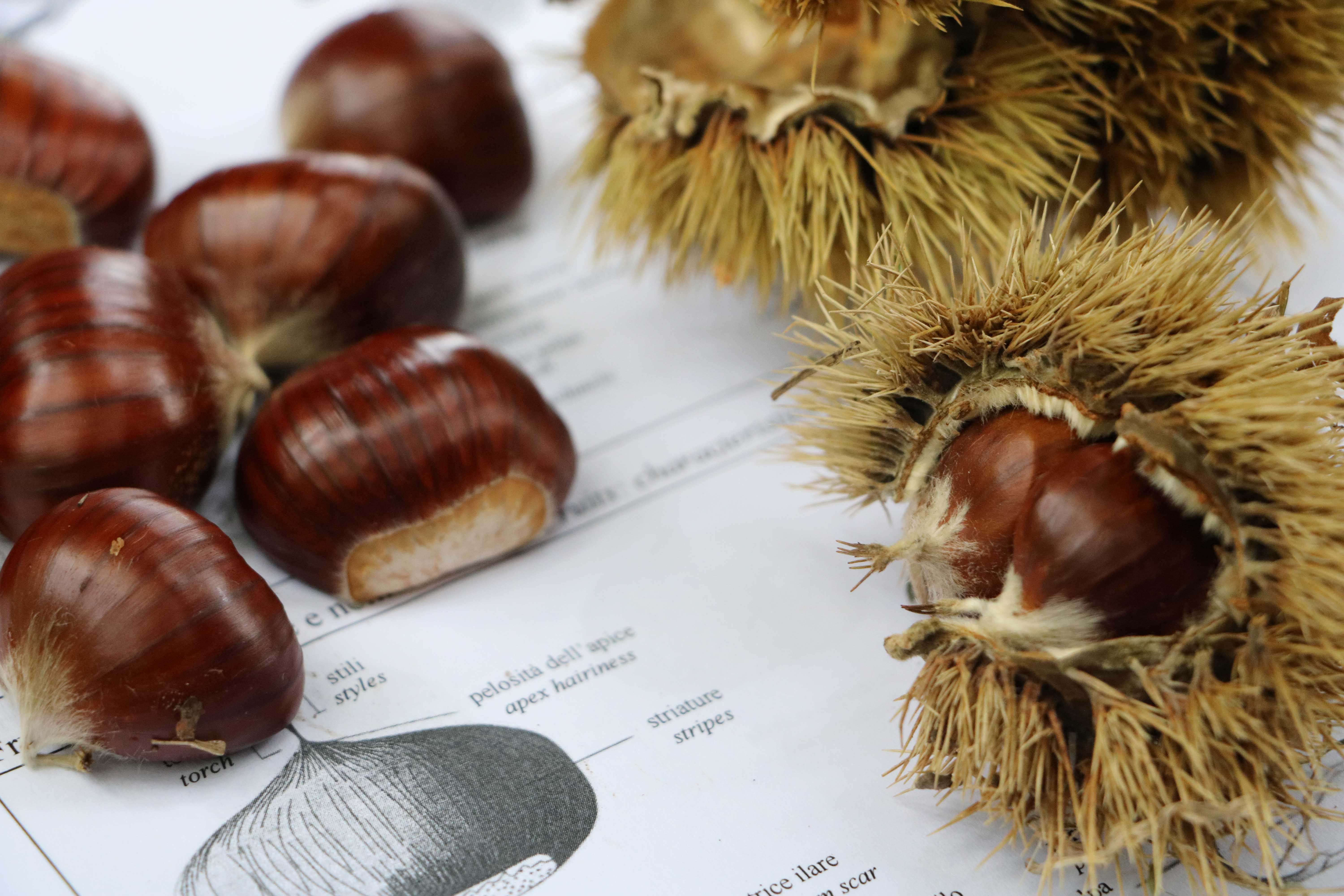 Abb. 1: Die Kastanie (Castanea sativa), Symbolbaum in Südtirol
© Laimburg Research Centre/agnese martinelli