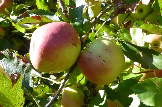 Fig. 5: Sintomi da ticchiolatura su mele: © Laimburg Research Centre