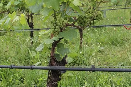 L’arricciamento della vite, una malattia virale che può causare una scarsa crescita della pianta e una perdita importante in termini di resa.: ©Centro di Sperimentazione Laimburg/FMHack