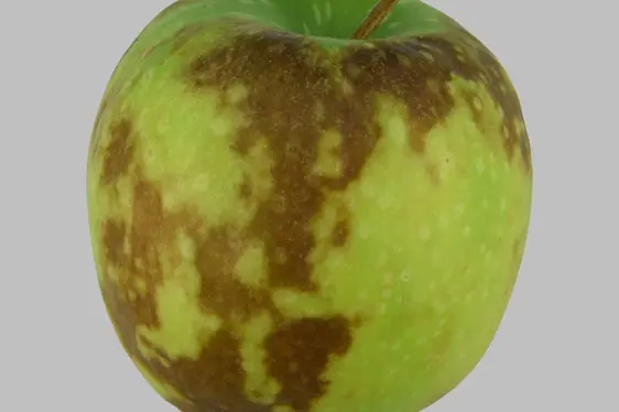Fig. 4: Danni fisiologici da imbrunimento superficiale nella mela: © Laimburg Research Centre