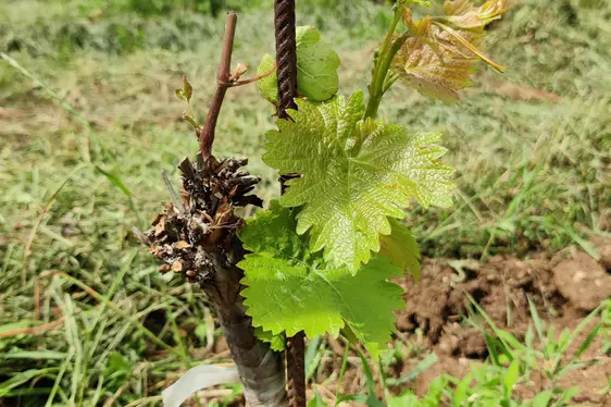 Abb. 6: Standortveredelung in der Anlage: © Laimburg Research Centre