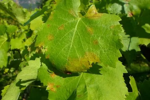 Vom Peronospora-Pilz infiziertes Rebblatt mit den typischen Ölflecken ©VZL