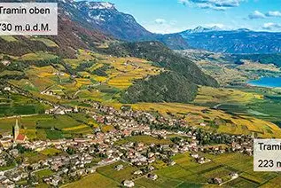 Die von den Forschern analysierten Weinbergsparzellen befanden sich in verschiedenen Höhenlagen. ©Weinkellerei Tramin