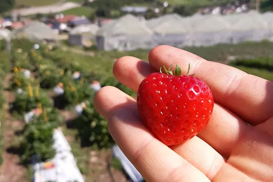 Fig. 2: “Elsanta”, una delle varietà di fragola ad oggi più coltivata in Alto Adige: © Centro di Sperimentazione Laimburg