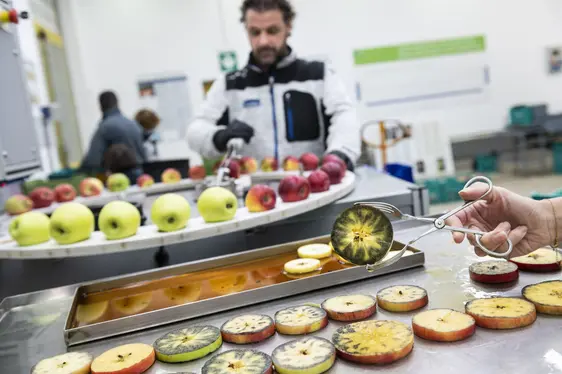 Preparazione delle mele per la misurazione del contenuto di amido. © Centro di Sperimentazione Laimburg/ivo corrà