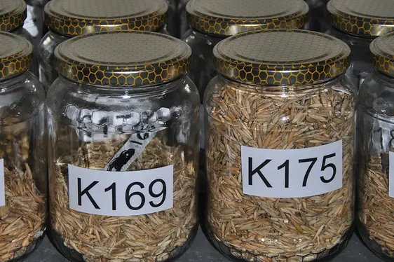 Abb. 2: In der Genbank wird das Saatgut unter kontrollierten Bedingungen aufbewahrt.: © Versuchszentrum Laimburg