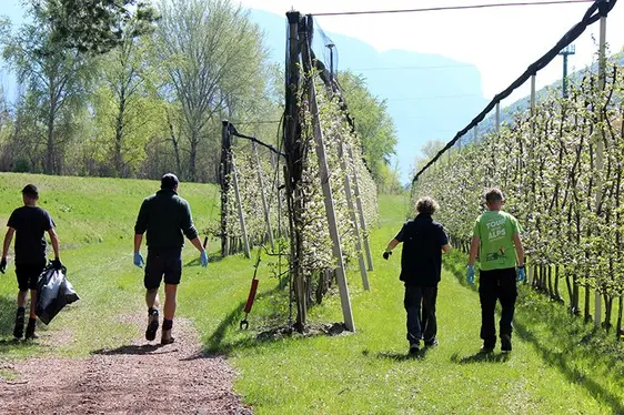 Abb. 2: Müll gesammelt wurde vorwiegend in den Apfelanlagen.: © Versuchszentrum Laimburg