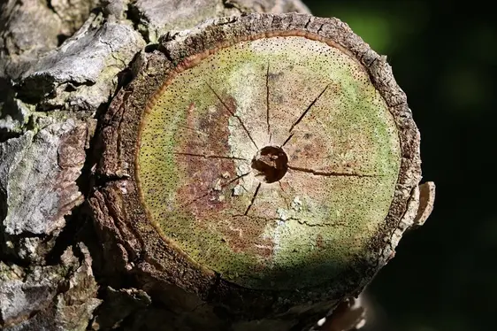 Fig. 4: Foto esemplificative delle categorie creative: contrasti cromatici, biodiversità locale e simmetria: © Laimburg Research Centre/agnese martinelli