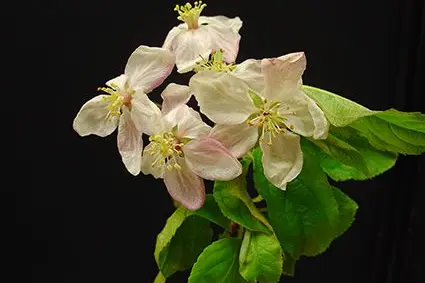 La piena fioritura. ©Centro di Sperimentazione Laimburg