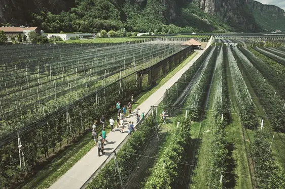 Fig. 4: Visite guidate e trasferimento delle conoscenze nei campi sperimentali presso il Centro di Sperimentazione Laimburg
© Laimburg Research Centre/andreas tauber
