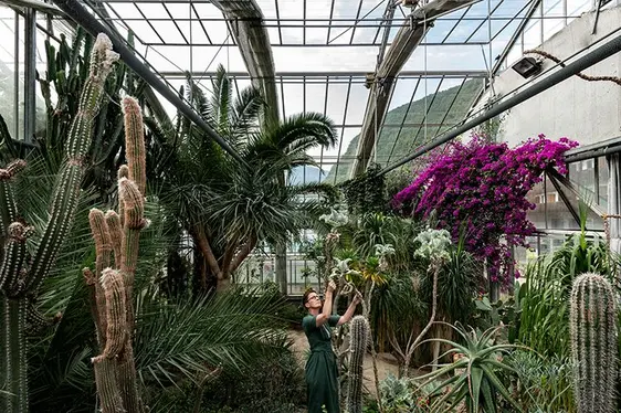 Abb. 4 Exotische Pflanzen im Gewächshaus der Gärtnerei Laimburg.: © Versuchszentrum Laimburg/ivo corrà