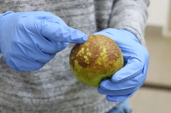 Fig. 3: Un esempio di manifestazione di danni fisiologici da postraccolta: © Laimburg Research Centre/Agnese Martinelli