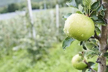 „Smart Land Südtirol“ für eine nachhaltige Landwirtschaft
