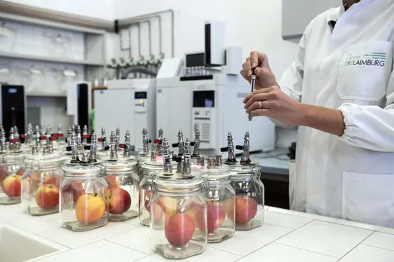 Fig. 3: Da oltre 20 anni, il Centro di Sperimentazione Laimburg si occupa di ricerca scientifica sulla conservazione delle mele: © Laimburg Research Centre/ivo corrà