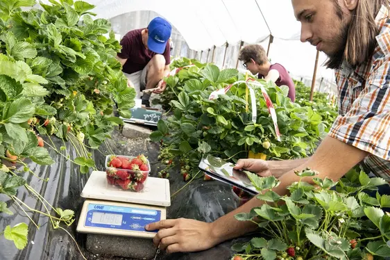 Fig. 3: I campi sperimentali in Val Martello sono caratterizzati dalla presenza di fragole coltivate in suolo (come nell’immagine) e fuori suolo: © Laimburg Research Centre/ivo corrà