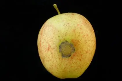 Ticchiolatura su una mela