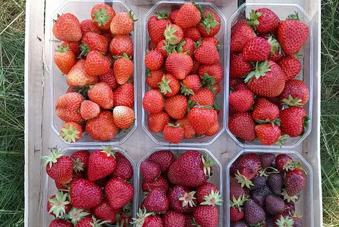 Abb. 1: Unterschiedliche Farbausprägung von Erdbeeren © Versuchszentrum Laimburg