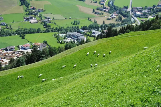 Fig. 1-3: Il nuovo progetto Grazing4Agroecology mira a supportare ed estendere l’uso del pascolo in Europa: Fig 1 +3: © Laimburg Research Centre