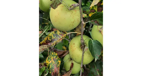 Le tipiche macchie dei frutti della GLS hanno un diametro di circa uno a tre millimetri, sono di colore bruno-rossastro e possono essere leggermente infossate, qui sulla varietà Golden Delicious.