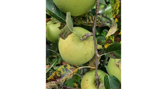 Die typischen GLS-Fruchtflecken weisen einen Durchmesser von ca. ein bis drei Millimeter auf, sind rötlich-braun und können leicht eingesunken sein, hier bei der Sorte Golden Delicious.