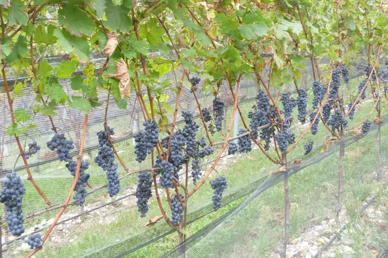 Fig. 5: Negli ultimi anni, il Centro di Sperimentazione Laimburg ha testato oltre 40 varietà PIWI per valutarne l’idoneità alla coltivazione: © Laimburg Research Centre