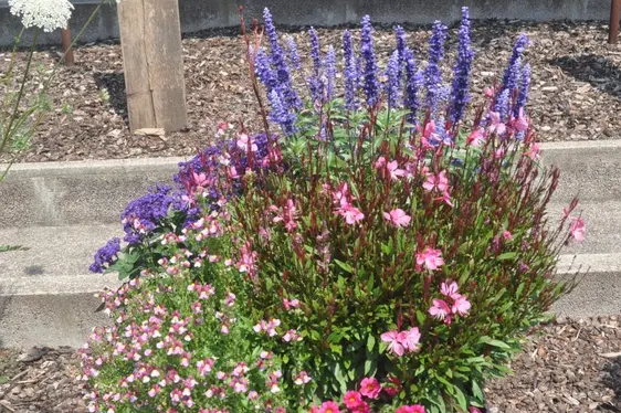 2° posto: la combinazione Seduzione di vaniglia” ©CSL