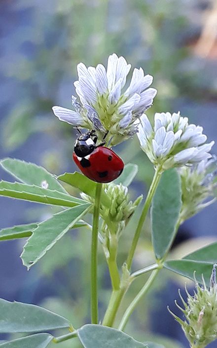 (c) Centro di Sperimentazione Laimburg