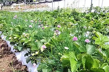 Mischkultur bestehend aus Schnittlauch und Erdbeere. ©Versuchszentrum Laimburg