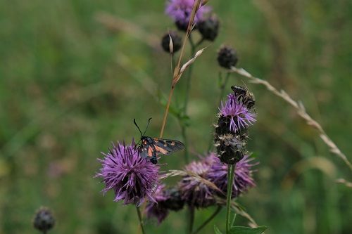 Centaurea scabiosa con ape: © Centro di Sperimentazione Laimburg/elena wilhelm