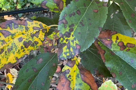 Abb. 5: Symptome von Glomerella Leaf Spot am Blatt.
© Laimburg Research Centre/sabine öttl
