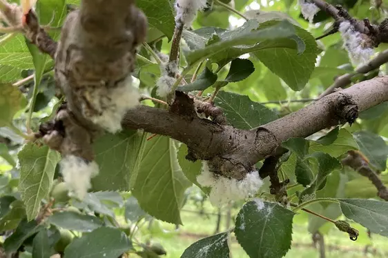 Fig. 4: Colonie di afidi lanigeri del melo: © Laimburg Research Centre