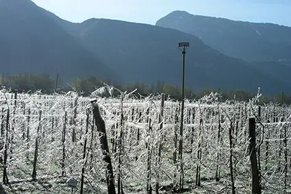 Frostberegnung am Standort Laimburg. ©Versuchszentrum Laimburg